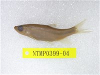 藏品(粗首鱲)的圖片